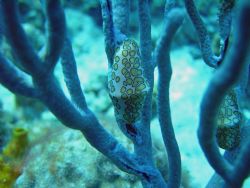 "The Race" Taken @ Cozumel, Mx paradise reef. by Troy Wegner 